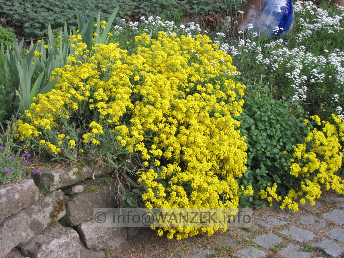 Allyssum montanum Berggold1.JPG